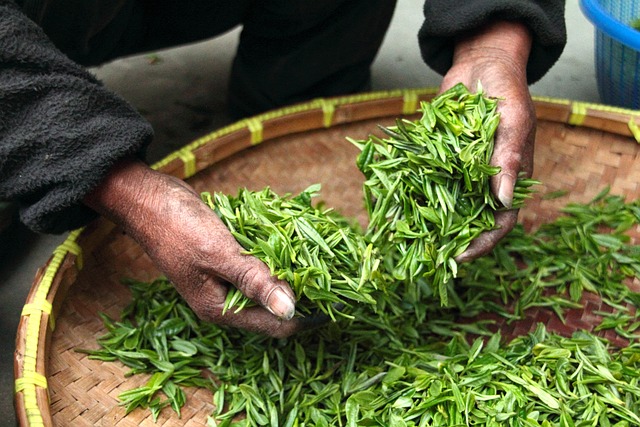 巴基斯坦和埃及的茶飲者減少對(duì)肯尼茶葉出口的需求